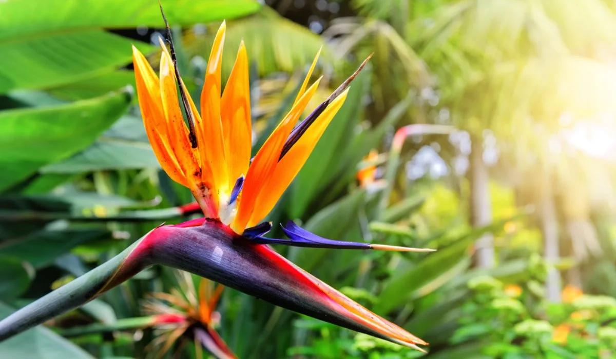 How to make a bird of paradise flower?