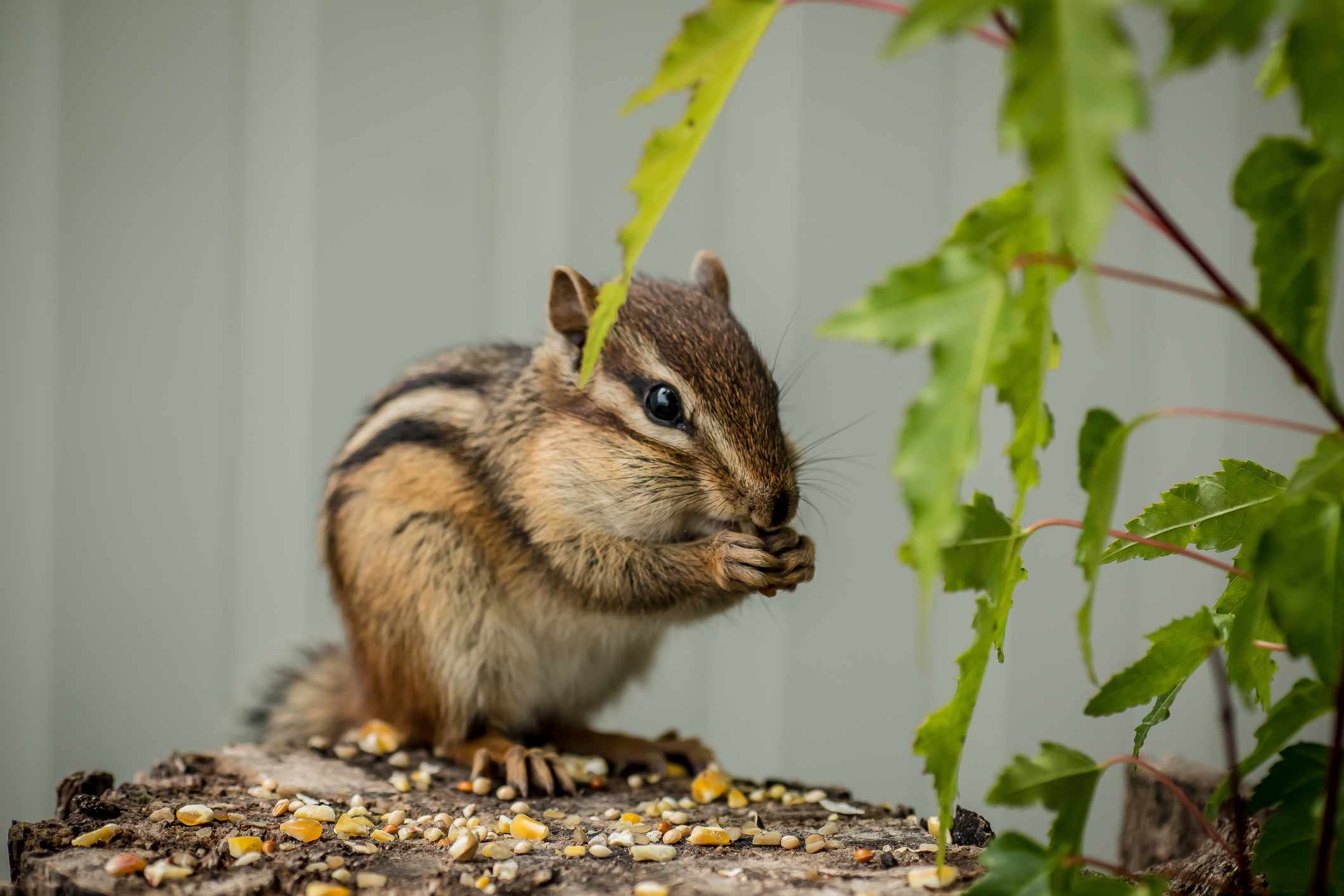 How to keep chipmunks away naturally?
