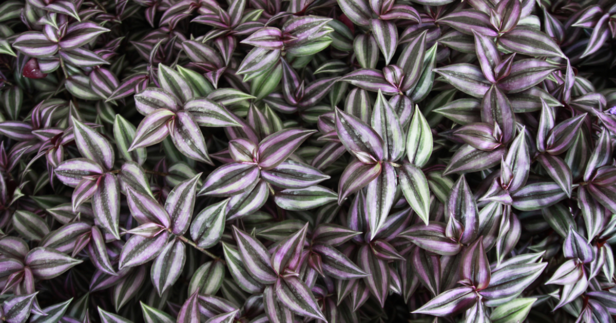 Does wandering jew affect dogs?